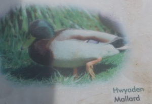 Mallard => Ducky - alles klar?